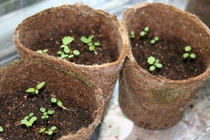 Strawberry seedlings