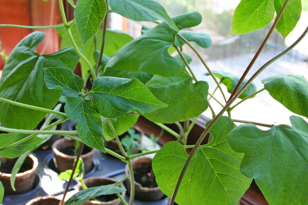 Green bean seedlings