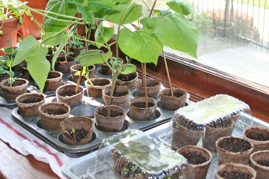 Seedlings in the windowsill