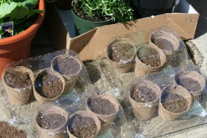 Reusing strawberry boxes as greenhouses