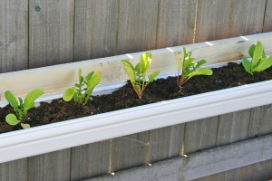 Arugula planted in vinyl gutters used as planters