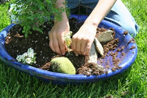 Planting a Gnome Garden