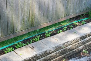 Baby cilantro plants