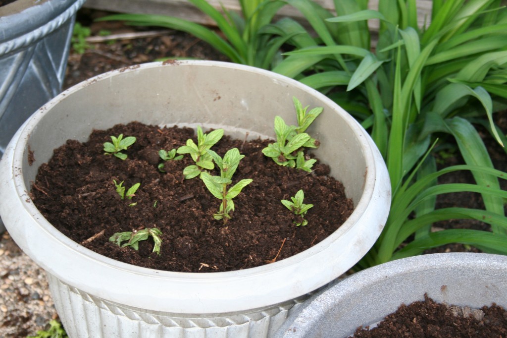 Mint planted in a pot