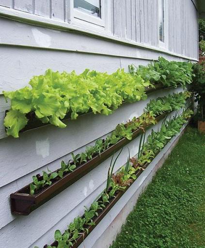 Gutter vegetable planters