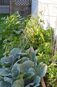 Raised bed garden