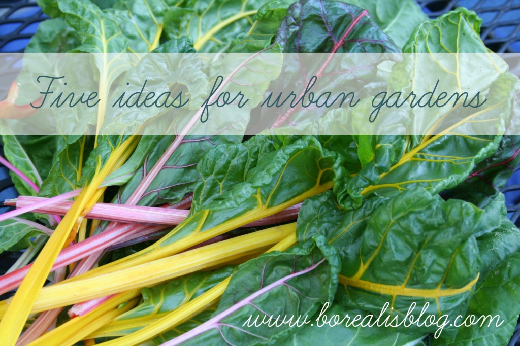 Five urban vegetable gardening ideas to try - Borealis