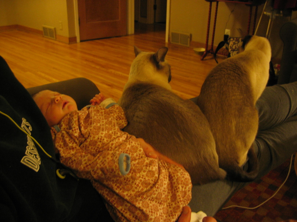 Bee sacked out with cats